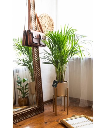 Ayaklı Saksıda Areka Palmiyesi 140 cm